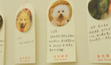 每年数百万只宠物死亡，“身后事”怎么办？